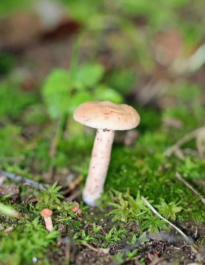 Unknown Mushroom Another mystery mushroom that I am trying to ID!<br />
<br />
Pale pink mushroom with a fuzzy cap and forking gills with short gills present. Mushroom was only around 4 cm tall. <br />
<br />
Habitat: Growing on the ground in a mostly deciduous forest.<br />
<figure class="photo"><a href="https://www.jungledragon.com/image/64922/unknown_mushroom.html" title="Unknown Mushroom"><img src="https://s3.amazonaws.com/media.jungledragon.com/images/3232/64922_thumb.jpg?AWSAccessKeyId=05GMT0V3GWVNE7GGM1R2&Expires=1759968010&Signature=R6nnWc0IESc1b4edIiRP91o6y6g%3D" width="200" height="158" alt="Unknown Mushroom Another mystery mushroom that I am trying to ID!<br />
<br />
 Pale pink mushroom with a fuzzy cap and forking gills with short gills present. Mushroom was only around 4 cm tall. <br />
https://www.jungledragon.com/image/64921/unknown_mushroom.html<br />
 Habitat: Growing on the ground in a mostly deciduous forest. <br />
 Geotagged,Summer,United States" /></a></figure> Geotagged,Summer,United States,fungus,mushroom