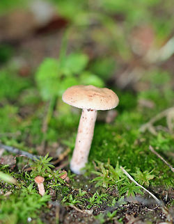 Unknown Mushroom Another mystery mushroom that I am trying to ID!

Pale pink mushroom with a fuzzy cap and forking gills with short gills present. Mushroom was only around 4 cm tall. 

Habitat: Growing on the ground in a mostly deciduous forest.
https://www.jungledragon.com/image/64922/unknown_mushroom.html Geotagged,Summer,United States,fungus,mushroom