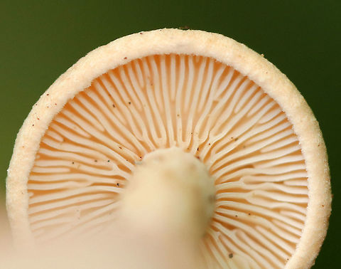 Unknown Mushroom Another mystery mushroom that I am trying to ID!

 Pale pink mushroom with a fuzzy cap and forking gills with short gills present. Mushroom was only around 4 cm tall. 
https://www.jungledragon.com/image/64921/unknown_mushroom.html
 Habitat: Growing on the ground in a mostly deciduous forest. 
 Geotagged,Summer,United States