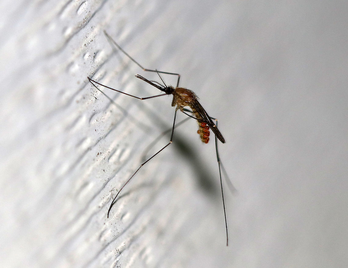Common Malaria Mosquito - Anopheles quadrimaculatus Anopheline adults rest with their abdomens positioned at a discrete angle to the surface, whereas other genera keep their bodies parallel to the surface, which makes them easy to identify to genus level. However, this mosquito was NOT resting in typical Anopheline fashion. I&#039;m guessing that it might have something to do with all of the red mites on her abdomen - they must be very heavy for a small mosquito to carry!<br />
<br />
Anophelines have long palps approximately equal in length to the proboscis. An. quadrimaculatus are very dark mosquitoes covered in dark hairs, and a key feature are the dark patches of scales forming four spots on the wings, which you can&#039;t see in this photo (I checked for them though). <br />
<br />
Anopheles quadrimaculatus is historically the most important vector of malaria in the eastern United States. Malaria was a serious plague in the United States for centuries until its final eradication in the 1950s. Despite the eradication, there are still occasional cases of autochthonous transmission in the U.S. vectored by Anopheles quadrimaculatus.<br />
<br />
Habitat: Attracted to a light at night in a rural area. Anopheles,Anopheles quadrimaculatus,Geotagged,North American Malaria Mosquito,Summer,United States,common malaria mosquito,mosquito