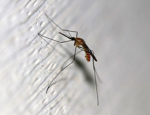 Common Malaria Mosquito - Anopheles quadrimaculatus Anopheline adults rest with their abdomens positioned at a discrete angle to the surface, whereas other genera keep their bodies parallel to the surface, which makes them easy to identify to genus level. However, this mosquito was NOT resting in typical Anopheline fashion. I'm guessing that it might have something to do with all of the red mites on her abdomen - they must be very heavy for a small mosquito to carry!

Anophelines have long palps approximately equal in length to the proboscis. An. quadrimaculatus are very dark mosquitoes covered in dark hairs, and a key feature are the dark patches of scales forming four spots on the wings, which you can't see in this photo (I checked for them though). 

Anopheles quadrimaculatus is historically the most important vector of malaria in the eastern United States. Malaria was a serious plague in the United States for centuries until its final eradication in the 1950s. Despite the eradication, there are still occasional cases of autochthonous transmission in the U.S. vectored by Anopheles quadrimaculatus.

Habitat: Attracted to a light at night in a rural area. Anopheles,Anopheles quadrimaculatus,Geotagged,North American Malaria Mosquito,Summer,United States,common malaria mosquito,mosquito
