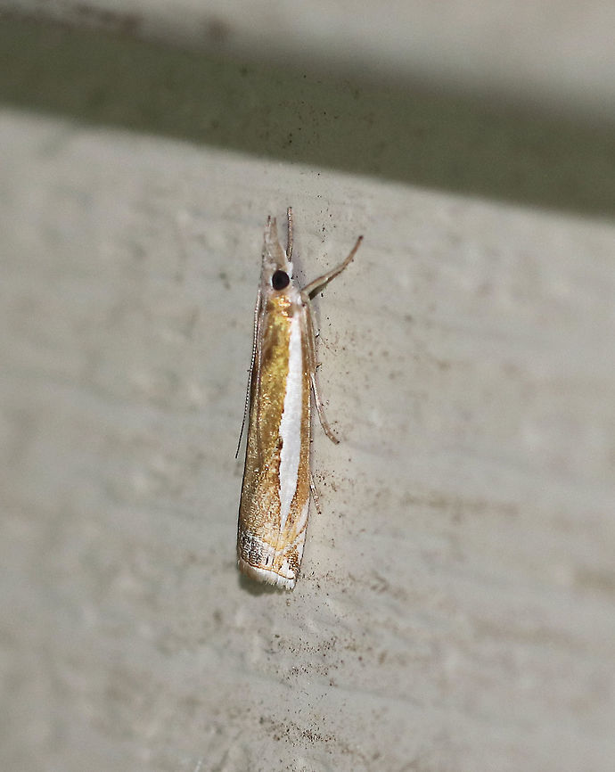 Common Grass Veneer - Crambus praefectellus Such a beautiful moth to have the name &quot;common&quot;!<br />
<br />
Total length: 15 mm. Shiny, brown forewing has a pointed, white streak.<br />
<br />
Habitat: Attracted to a light at night in a rural area. Common Grass Veneer,Crambus praefectellus,Geotagged,Summer,United States,crambus,grass veneer,moth