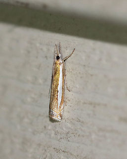 Common Grass Veneer - Crambus praefectellus Such a beautiful moth to have the name "common"!
Total length: 15 mm. Shiny, brown forewing has a pointed, white streak.
Habitat: Attracted to a light at night in a rural area. Common Grass Veneer,Crambus praefectellus,Geotagged,Summer,United States,crambus,grass veneer,moth