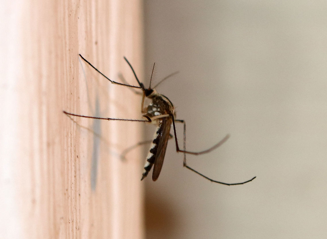 Ochlerotatus trivittatus This mosquito has a pointed abdomen, dark legs and dark wings. The key to identifying it and distinguishing it from similar species is the pattern on the scutum: Oc. trivittatus has two submedian, yellowish-white stripes separated by dark stripe of about same width on its scutum.<br />
<br />
Habitat: Attracted to a light at night in a rural area. Geotagged,Ochlerotatus,Ochlerotatus trivittatus,Summer,United States,aedes,aedes trivittatus,mosquito
