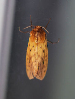 Isabella Tiger Moth - Pyrrharctia isabella Total length: ~25 mm. Pale orange forewings marked by faint brown lines and spots. Abdomen is mostly orange with a row of black, dorsal spots.

Habitat: Attracted to a light at night in a rural area.
https://www.jungledragon.com/image/64944/isabella_tiger_moth_-_pyrrharctia_isabella.html
https://www.jungledragon.com/image/64943/isabella_tiger_moth_-_pyrrharctia_isabella.html Banded woolly bear,Geotagged,Pyrrharctia isabella,Summer,United States,moth,tiger moth