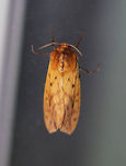 Isabella Tiger Moth - Pyrrharctia isabella Total length: ~25 mm. Pale orange forewings marked by faint brown lines and spots. Abdomen is mostly orange with a row of black, dorsal spots.<br />
<br />
Habitat: Attracted to a light at night in a rural area.<br />
https://www.jungledragon.com/image/64944/isabella_tiger_moth_-_pyrrharctia_isabella.html<br />
https://www.jungledragon.com/image/64943/isabella_tiger_moth_-_pyrrharctia_isabella.html Banded woolly bear,Geotagged,Pyrrharctia isabella,Summer,United States,moth,tiger moth