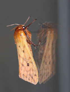 Isabella Tiger Moth - Pyrrharctia isabella Total length: ~25 mm. Pale orange forewings marked by faint brown lines and spots. Abdomen is mostly orange with a row of black, dorsal spots.

 Habitat: Attracted to a light at night in a rural area. 
https://www.jungledragon.com/image/64944/isabella_tiger_moth_-_pyrrharctia_isabella.html
https://www.jungledragon.com/image/64942/isabella_tiger_moth_-_pyrrharctia_isabella.html Banded woolly bear,Geotagged,Isabella Tiger Moth,Pyrrharctia isabella,Summer,United States,moth,tiger moth