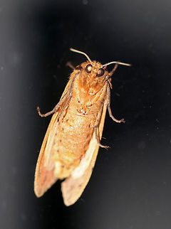 Isabella Tiger Moth - Pyrrharctia isabella Total length: ~25 mm. Pale orange forewings marked by faint brown lines and spots. Abdomen is mostly orange with a row of black, dorsal spots.

 Habitat: Attracted to a light at night in a rural area. 
https://www.jungledragon.com/image/64942/isabella_tiger_moth_-_pyrrharctia_isabella.html
https://www.jungledragon.com/image/64943/isabella_tiger_moth_-_pyrrharctia_isabella.html Banded woolly bear,Geotagged,Isabella Tiger Moth,Pyrrharctia isabella,Summer,United States,moth,tiger moth