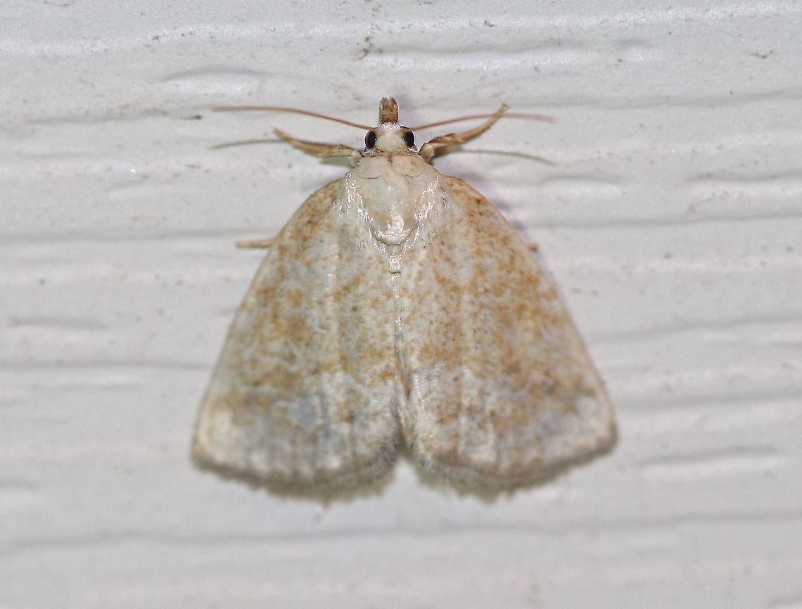 Pale Glyph - Protodeltote albidula Total length: ~12 mm. Pale forewings are lightly peppered with brown scales and tan lines. Indistinct orbicular and reniform spots are outlined white.<br />
<br />
Habitat: Attracted to a light at night in a rural area. Geotagged,Protodeltote albidula,Summer,United States,glyph,moth,owlet moth,pale glyph,protodeltote albidula
