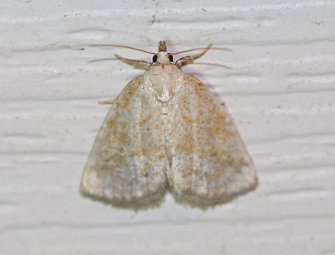 Pale Glyph - Protodeltote albidula Total length: ~12 mm. Pale forewings are lightly peppered with brown scales and tan lines. Indistinct orbicular and reniform spots are outlined white.
Habitat: Attracted to a light at night in a rural area. Geotagged,Protodeltote albidula,Summer,United States,glyph,moth,owlet moth,pale glyph,protodeltote albidula