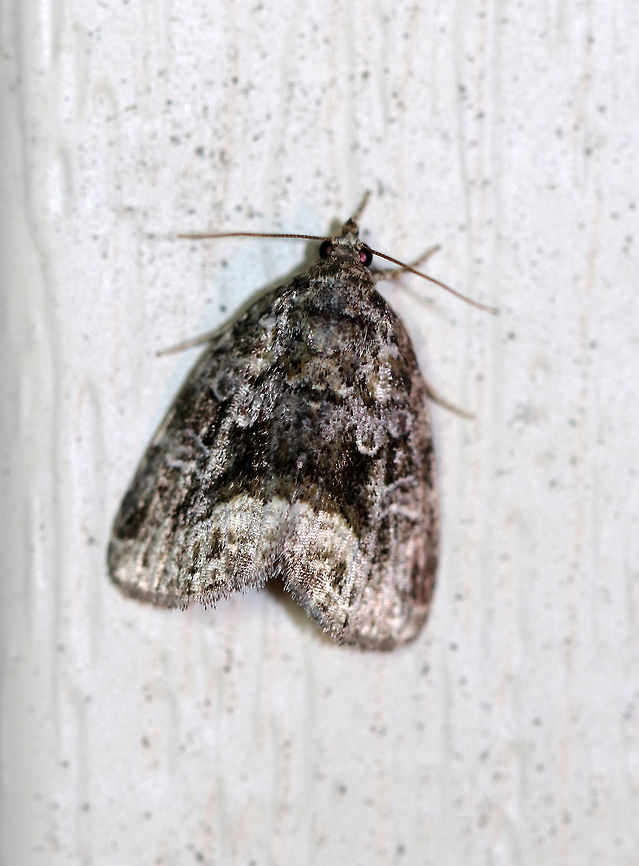 Large Mossy Glyph - Protodeltote muscosula Total length: ~10 mm. Peppery gray forewings with white-edged lines ands spots. Inner postmedial line is broadly edged in white. Fresh individuals have mossy green shading in basal, median, and subterminal areas.<br />
<br />
Habitat: Attracted to a light at night in a rural area. Geotagged,Protodeltote,Protodeltote muscosula,Summer,United States,large mossy glyph,moth