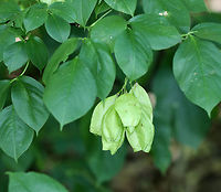 American Bladdernut - Staphylea trifolia Called American Bladdernut because of its inflated, three-lobed fruits, this species is the only member of the bladdernut family (Staphyleaceae) in New England. This upright shrub grows to 3-5 meters tall. <br />
<br />
Habitat: Growing along the Hudson River in upstate New York. <br />
https://www.jungledragon.com/image/64952/american_bladdernut_-_staphylea_trifolia.html<br />
https://www.jungledragon.com/image/64951/american_bladdernut_-_staphylea_trifolia.html Geotagged,Staphylea,Staphylea trifolia,Summer,United States,american bladdernut,seed pod