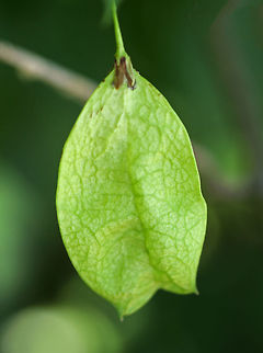 American Bladdernut - Staphylea trifolia Called American Bladdernut because of its inflated, three-lobed fruits, this species is the only member of the bladdernut family (Staphyleaceae) in New England. This upright shrub grows to 3-5 meters tall. 

 Habitat: Growing along the Hudson River in upstate New York. 
https://www.jungledragon.com/image/64952/american_bladdernut_-_staphylea_trifolia.html
https://www.jungledragon.com/image/64950/american_bladdernut_-_staphylea_trifolia.html
 American Bladdernut,Geotagged,Staphylea trifolia,Summer,United States