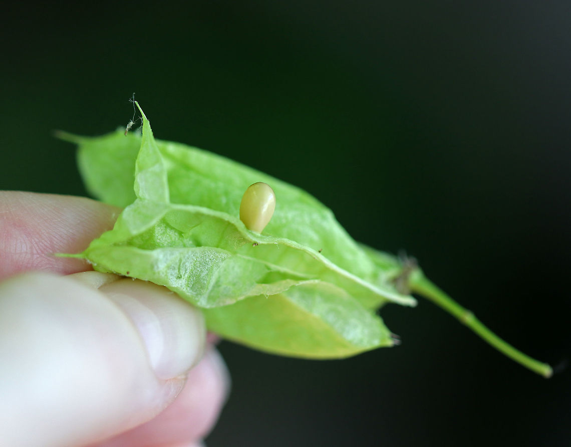 American Bladdernut - Staphylea trifolia Called American Bladdernut because of its inflated, three-lobed fruits, this species is the only member of the bladdernut family (Staphyleaceae) in New England. This upright shrub grows to 3-5 meters tall. <br />
<br />
 Habitat: Growing along the Hudson River in upstate New York. <br />
<figure class="photo"><a href="https://www.jungledragon.com/image/64950/american_bladdernut_-_staphylea_trifolia.html" title="American Bladdernut - Staphylea trifolia"><img src="https://s3.amazonaws.com/media.jungledragon.com/images/3232/64950_thumb.jpg?AWSAccessKeyId=05GMT0V3GWVNE7GGM1R2&Expires=1769040010&Signature=WSPaYzmC8pMA3y7e6aoVHWT%2B1PM%3D" width="200" height="174" alt="American Bladdernut - Staphylea trifolia Called American Bladdernut because of its inflated, three-lobed fruits, this species is the only member of the bladdernut family (Staphyleaceae) in New England. This upright shrub grows to 3-5 meters tall. <br />
<br />
Habitat: Growing along the Hudson River in upstate New York. <br />
https://www.jungledragon.com/image/64952/american_bladdernut_-_staphylea_trifolia.html<br />
https://www.jungledragon.com/image/64951/american_bladdernut_-_staphylea_trifolia.html Geotagged,Staphylea,Staphylea trifolia,Summer,United States,american bladdernut,seed pod" /></a></figure><br />
<figure class="photo"><a href="https://www.jungledragon.com/image/64951/american_bladdernut_-_staphylea_trifolia.html" title="American Bladdernut - Staphylea trifolia"><img src="https://s3.amazonaws.com/media.jungledragon.com/images/3232/64951_thumb.jpg?AWSAccessKeyId=05GMT0V3GWVNE7GGM1R2&Expires=1769040010&Signature=zr14SmF7ChApcoPbp9Ya7f1HKPI%3D" width="114" height="152" alt="American Bladdernut - Staphylea trifolia Called American Bladdernut because of its inflated, three-lobed fruits, this species is the only member of the bladdernut family (Staphyleaceae) in New England. This upright shrub grows to 3-5 meters tall. <br />
<br />
 Habitat: Growing along the Hudson River in upstate New York. <br />
https://www.jungledragon.com/image/64952/american_bladdernut_-_staphylea_trifolia.html<br />
https://www.jungledragon.com/image/64950/american_bladdernut_-_staphylea_trifolia.html<br />
 American Bladdernut,Geotagged,Staphylea trifolia,Summer,United States" /></a></figure><br />
<br />
 American Bladdernut,Geotagged,Staphylea trifolia,Summer,United States
