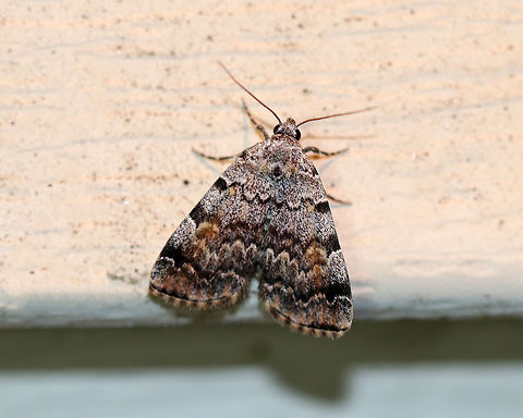 American Idia - Idia americalis Total length: ~12 mm.  Gray forewings with jagged black lines that are boldest at the costa.  Orbicular and reniform spots are rusty brown. A band of warm, brown shading is present beyond the subterminal line.
Habitat: Attracted to a light at night in a rural area. American idia,Geotagged,Idia americalis. idia,Summer,United States,moth