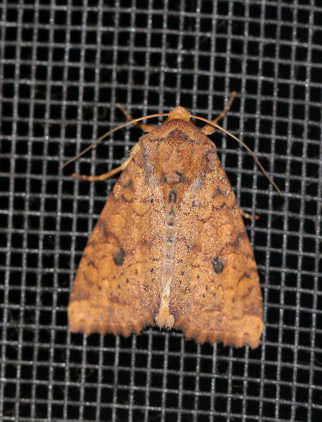 Bicolored Sallow - Agrochola bicolorago Total length: ~20 mm. Orange forewings with wavy lines bordered with purplish bands. Scalloped postmedial line is accented with black dots along the veins.  Reniform spot has a black dot in the inner half.<br />
<br />
Habitat: Attracted to a light at night in a rural area. Agrochola bicolorago,Geotagged,Summer,United States,bicolored sallow,moth,sunira bicolorago