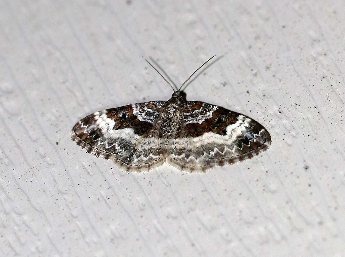 White-banded Toothed Carpet - Epirrhoe alternata Width: ~25 mm. Forewing has AM and PM lines that are thickly edged with white. Subterminal and terminal areas are brownish.<br />
<br />
 Habitat: Attracted to a light in a rural area.<br />
 Common Carpet,Epirrhoe alternata,Geotagged,Summer,United States