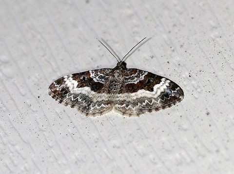 White-banded Toothed Carpet - Epirrhoe alternata Width: ~25 mm. Forewing has AM and PM lines that are thickly edged with white. Subterminal and terminal areas are brownish.
 Habitat: Attracted to a light in a rural area.
 Common Carpet,Epirrhoe alternata,Geotagged,Summer,United States