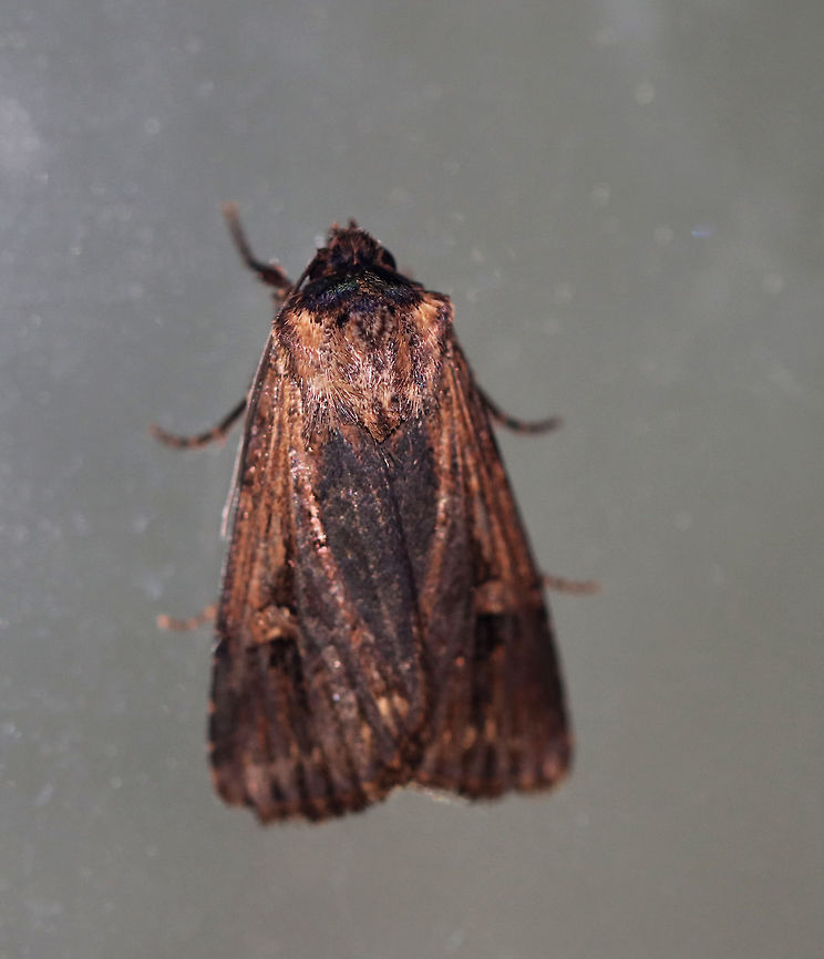 Subterranean Dart - Feltia subterranea Total length: ~20-22 mm. Brown forewings with extensive, darker shading.<br />
<br />
Habitat: Attracted to a light at night in a rural area. Feltia subterranea,Geotagged,Subterranean Dart,Summer,United States,dart,dart moth,feltia,moth