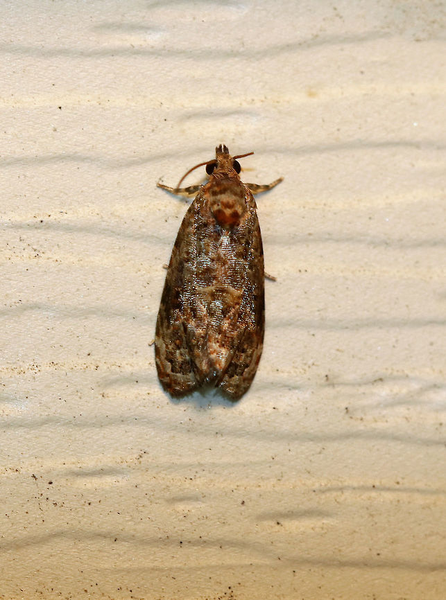 Verbena Bud Moth - Endothenia hebesana Total length: ~8 mm. Forewing has a two-pronged median band. Three, black-edged spots form the postmedial band.<br />
<br />
Habitat: Attracted to a light at night in a rural area. Endothenia hebesana,Geotagged,Summer,United States,Verbena Bud Moth,endothenia,moth