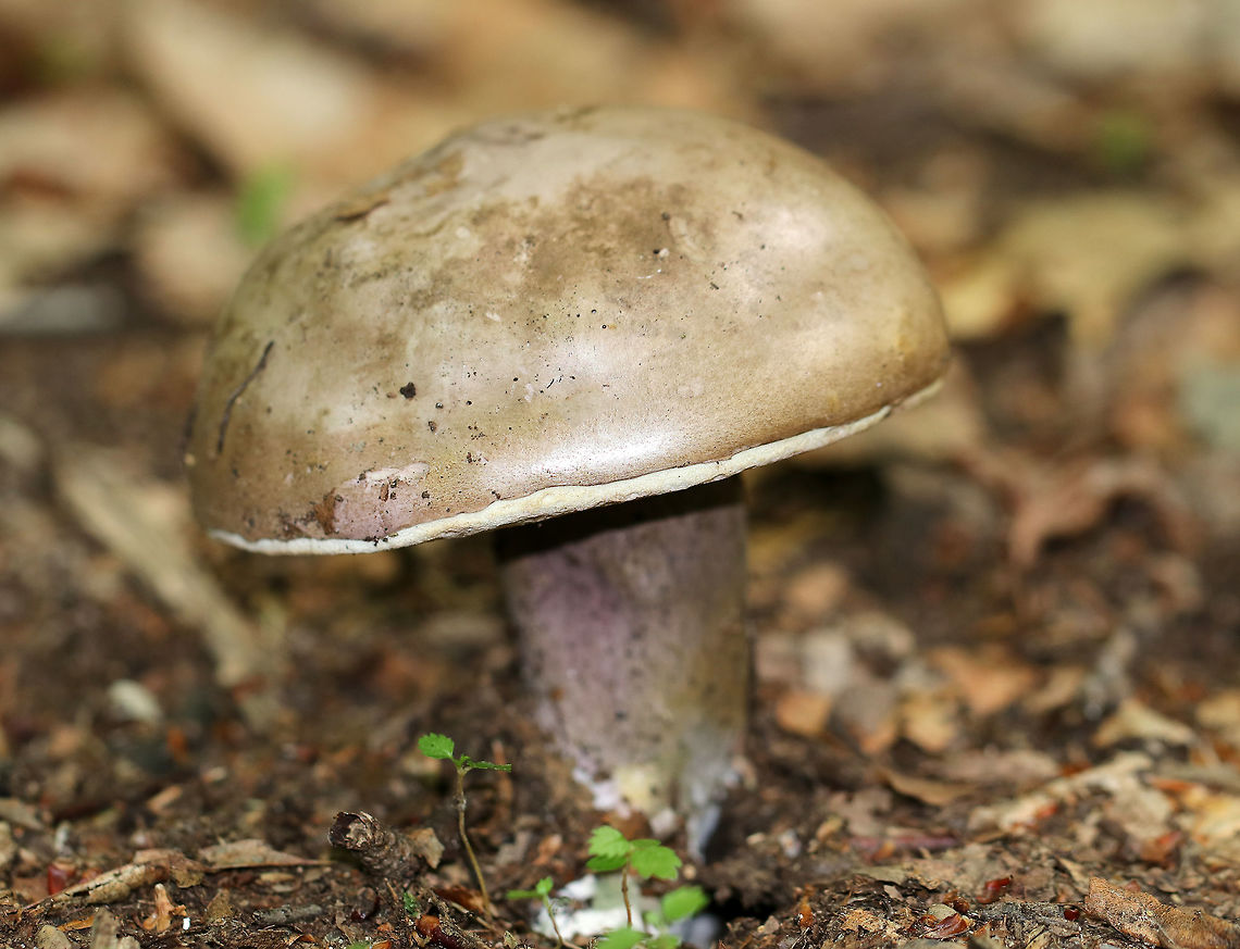 Violet-grey Bolete - Tylopilus plumbeoviolaceus Tan cap with white pores that had a lavender tint. Stipe was purple/tan and had white basal mycelium. <br />
<br />
Habitat: Growing on the ground in a mixed forest.<br />
<figure class="photo"><a href="https://www.jungledragon.com/image/64997/violet-grey_bolete_-_tylopilus_plumbeoviolaceus.html" title="Violet-grey Bolete - Tylopilus plumbeoviolaceus"><img src="https://s3.amazonaws.com/media.jungledragon.com/images/3232/64997_thumb.jpg?AWSAccessKeyId=05GMT0V3GWVNE7GGM1R2&Expires=1769040010&Signature=RCl7zDFP87tbnH39Z7tJaS45PMQ%3D" width="200" height="138" alt="Violet-grey Bolete - Tylopilus plumbeoviolaceus Tan cap with white pores that had a lavender tint. Stipe was purple/tan and had white basal mycelium. <br />
<br />
 Habitat: Growing on the ground in a mixed forest. <br />
https://www.jungledragon.com/image/64996/violet-grey_bolete_-_tylopilus_plumbeoviolaceus.html<br />
 Geotagged,Summer,Tylopilus plumbeoviolaceus,United States,Violet-grey Bolete,Violet-grey bolete,bolete,fungus,mushroom" /></a></figure> Geotagged,Summer,Tylopilus plumbeoviolaceus,United States,Violet-grey bolete,bolete,fungus,mushroom,tylopilus