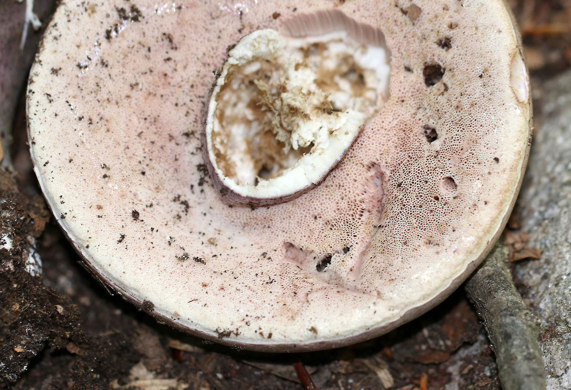 Violet-grey Bolete - Tylopilus plumbeoviolaceus Tan cap with white pores that had a lavender tint. Stipe was purple/tan and had white basal mycelium. <br />
<br />
 Habitat: Growing on the ground in a mixed forest. <br />
<figure class="photo"><a href="https://www.jungledragon.com/image/64996/violet-grey_bolete_-_tylopilus_plumbeoviolaceus.html" title="Violet-grey Bolete - Tylopilus plumbeoviolaceus"><img src="https://s3.amazonaws.com/media.jungledragon.com/images/3232/64996_thumb.jpg?AWSAccessKeyId=05GMT0V3GWVNE7GGM1R2&Expires=1769040010&Signature=pwWIUZrhe0q7g2jqFtFvvoWjixA%3D" width="200" height="154" alt="Violet-grey Bolete - Tylopilus plumbeoviolaceus Tan cap with white pores that had a lavender tint. Stipe was purple/tan and had white basal mycelium. <br />
<br />
Habitat: Growing on the ground in a mixed forest.<br />
https://www.jungledragon.com/image/64997/violet-grey_bolete_-_tylopilus_plumbeoviolaceus.html Geotagged,Summer,Tylopilus plumbeoviolaceus,United States,Violet-grey bolete,bolete,fungus,mushroom,tylopilus" /></a></figure><br />
 Geotagged,Summer,Tylopilus plumbeoviolaceus,United States,Violet-grey Bolete,Violet-grey bolete,bolete,fungus,mushroom
