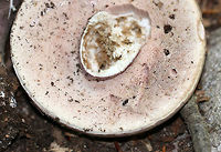 Violet-grey Bolete - Tylopilus plumbeoviolaceus Tan cap with white pores that had a lavender tint. Stipe was purple/tan and had white basal mycelium. <br />
<br />
 Habitat: Growing on the ground in a mixed forest. <br />
https://www.jungledragon.com/image/64996/violet-grey_bolete_-_tylopilus_plumbeoviolaceus.html<br />
 Geotagged,Summer,Tylopilus plumbeoviolaceus,United States,Violet-grey Bolete,Violet-grey bolete,bolete,fungus,mushroom