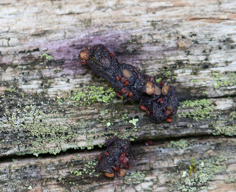 Fisher Scat - Pekania pennanti This was my first time finding fisher scat! Exciting, I know - except it really is exciting!

I found this cute scat on top of a rotting, fallen tree in a deciduous forest. The tree was caught on another tree, and was leaning at an angle like a playground slide.  The longer piece was about 3 cm long and 1 cm diameter.  

I thought it looked foxy, except that it was higher off the ground than I would usually find fox poop. Thanks to an ID site on Facebook, it has now been assumed to be fisher scat!

Habitat: In a hilly, rocky, mixed forest in western Connecticut. Fisher,Geotagged,Pekania,Pekania pennanti,Summer,United States,fisher,fisher cat,fisher cat scat,fisher scat,scat