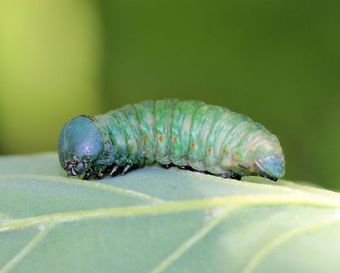 White-dotted Prominent - Nadata gibbosa This caterpillar doesn't look like the typical  white-dotted prominent caterpillar because it was most likely getting ready to pupate!

Habitat: I found this caterpillar under an oak tree along a nature trail in a deciduous forest. Geotagged,Nadata gibbosa,Nadata gibbosa caterpillar,Rough prominent,Summer,United States,White-dotted Prominent,caterpillar,larva,nadata,prominent