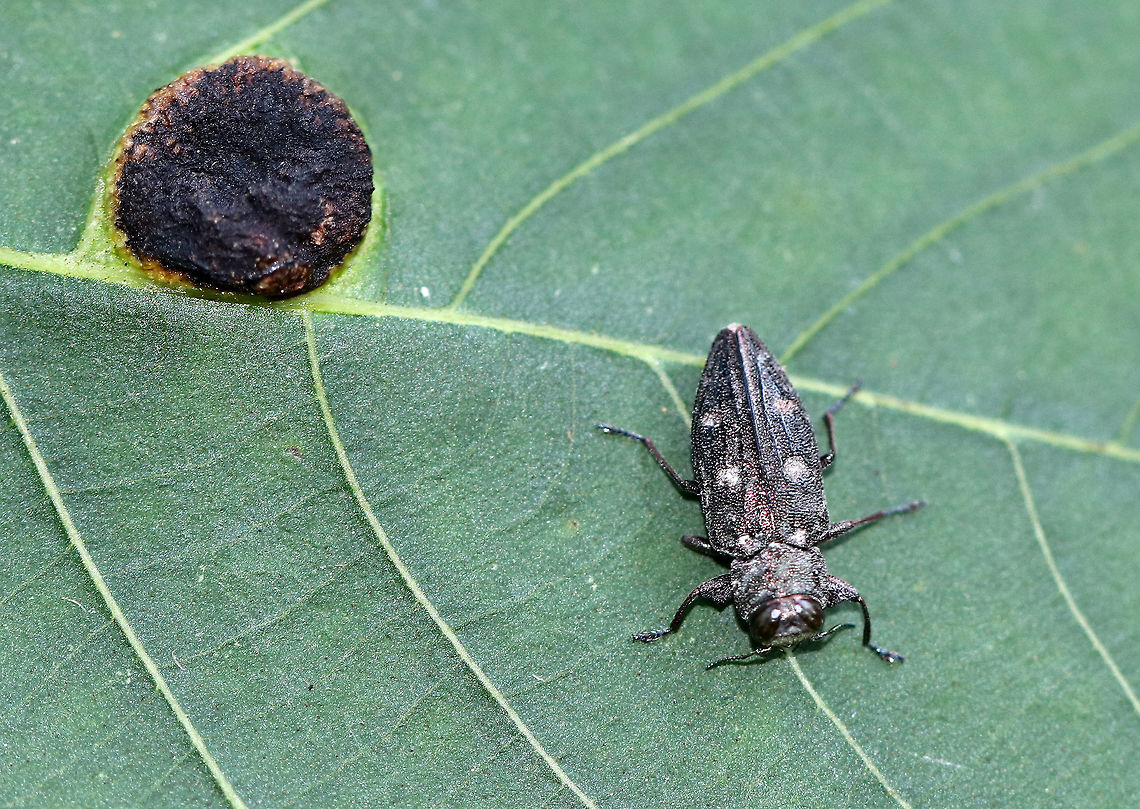 Flatheaded Appletree Borer - Chrysobothris femorata Total length: ~10 mm.  I was taking a picture of the gall on this oak leaf when this little beetle landed on the leaf. It was only there for a split second, but I managed to at least get a shot of it before it flew off!<br />
<br />
Habitat: Along a nature trail - with lots of apple trees - on the edge of a deciduous forest. Buprestidae,Chrysobothris femorata,Flatheaded Appletree Borer,Geotagged,Summer,United States,beetle,borer