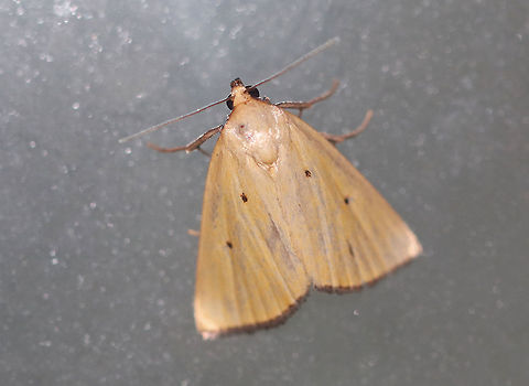 Black-bordered Lemon Moth - Marimatha nigrofimbria Total length: 10 mm. It usually has lemon-yellow forewings, but this moth's wings were more tan than yellow.  Forewings have tiny, black claviform and reniform dots. The terminal line is blackish with purplish gray fringe.

Habitat: Attracted to a light at night in a rural area. Black-bordered Lemon Moth,Geotagged,Marimatha nigrofimbria,Summer,United States,moth