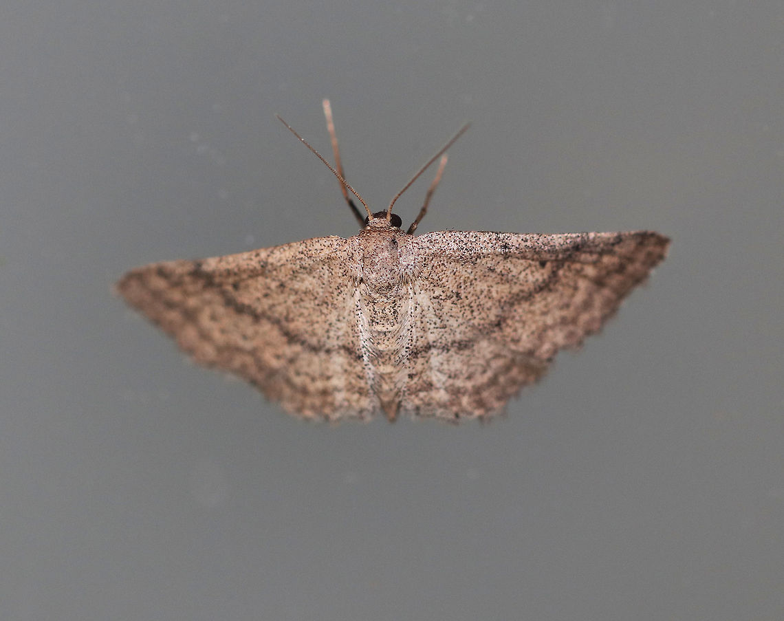 Drab Brown Wave Moth - Lobocleta ossularia Wingspan: ~15 mm. Wings are tan/brown with peppery spots and lines. Median line on the forewing is kinked near the inner margin. The terminal line was dotted. All wings had small, black discal spots.<br />
<br />
Habitat: Attracted to a light at night in a rural area. Drab brown wave moth,Geotagged,Lobocleta ossularia,Summer,United States,lobocleta,moth