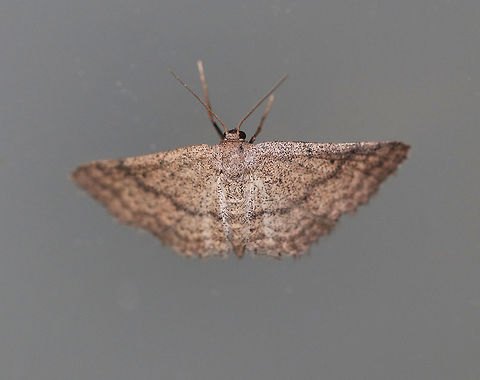 Drab Brown Wave Moth - Lobocleta ossularia Wingspan: ~15 mm. Wings are tan/brown with peppery spots and lines. Median line on the forewing is kinked near the inner margin. The terminal line was dotted. All wings had small, black discal spots.

Habitat: Attracted to a light at night in a rural area. Drab brown wave moth,Geotagged,Lobocleta ossularia,Summer,United States,lobocleta,moth