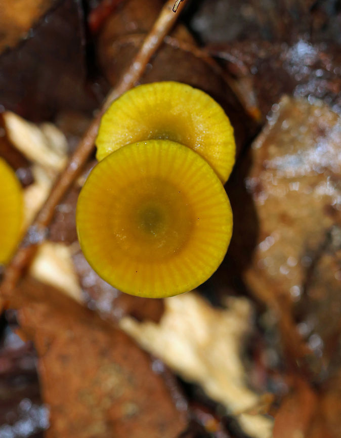 Parrot Toadstool - Gliophorus psittacinus These were the slimiest mushrooms that I&#039;ve ever found. The texture felt like an overripe mango. I actually had to cup them in my hand to keep them from sliding off.<br />
<br />
Caps were slimy, nearly flat, lined, and ranged in color from green to orange/yellow.  The gills were orange, nearly distant, and had frequent short gills. The stipes were slimy and colors were green to yellow. <br />
<br />
Habitat: Growing on the ground in a mixed forest - under eastern hemlock.<br />
<br />
 Geotagged,Gliophorus psittacinus,Parrot Toadstool,Summer,United States,fungus,gliophorus,mushroom