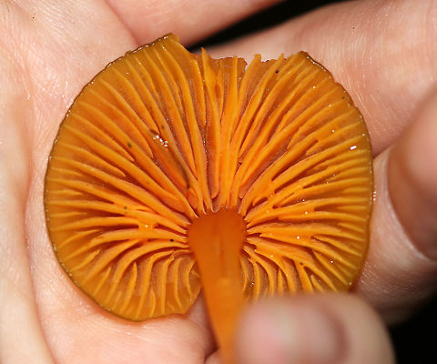 Gliophorus perplexus These were the slimiest mushrooms that I've ever found. The texture felt like an overripe mango. I actually had to cup them in my hand to keep them from sliding off.

 Caps were slimy, nearly flat, lined, and ranged in color from green to orange/yellow. The gills were orange, nearly distant, and had frequent short gills. The stipes were slimy and colors were green to yellow. 

 Habitat: Growing on the ground in a mixed forest - under eastern hemlock. 

https://www.jungledragon.com/image/65046/parrot_toadstool_-_gliophorus_psittacinus.html Geotagged,Gliophorus perplexus,Summer,United States