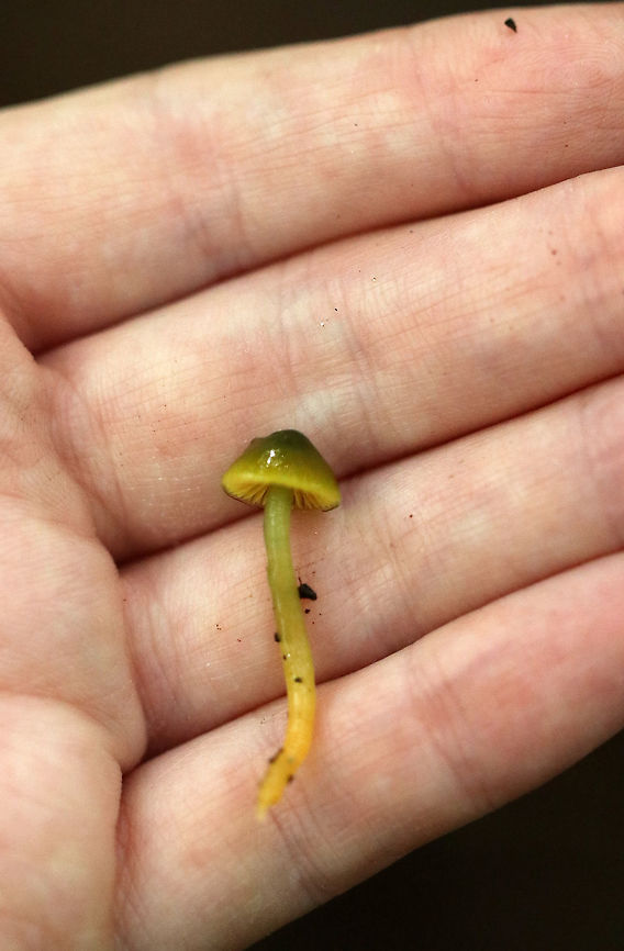 Parrot Toadstool - Gliophorus psittacinus These were the slimiest mushrooms that I&#039;ve ever found. The texture felt like an overripe mango. I actually had to cup them in my hand to keep them from sliding off.<br />
<br />
Caps were slimy, nearly flat, lined, and ranged in color from green to orange/yellow. The gills were orange, nearly distant, and had frequent short gills. The stipes were slimy and colors were green to yellow. <br />
<br />
Habitat: Growing on the ground in a mixed forest - under eastern hemlock.<br />
 Geotagged,Gliophorus psittacinus,Parrot Toadstool,Summer,United States,fungus,mushroom