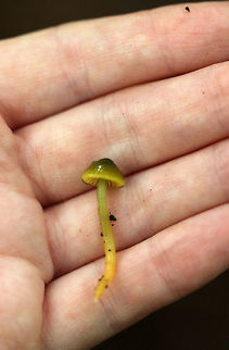 Parrot Toadstool - Gliophorus psittacinus These were the slimiest mushrooms that I've ever found. The texture felt like an overripe mango. I actually had to cup them in my hand to keep them from sliding off.

Caps were slimy, nearly flat, lined, and ranged in color from green to orange/yellow. The gills were orange, nearly distant, and had frequent short gills. The stipes were slimy and colors were green to yellow. 

Habitat: Growing on the ground in a mixed forest - under eastern hemlock.
 Geotagged,Gliophorus psittacinus,Parrot Toadstool,Summer,United States,fungus,mushroom
