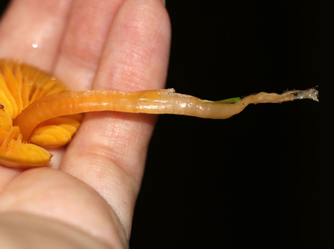 Gliophorus perplexus These were the slimiest mushrooms that I&#039;ve ever found. The texture felt like an overripe mango. I actually had to cup them in my hand to keep them from sliding off.<br />
<br />
Caps were slimy, nearly flat, lined, and ranged in color from green to orange/yellow. The gills were orange, nearly distant, and had frequent short gills. The stipes were slimy and colors were green to yellow. <br />
<br />
Habitat: Growing on the ground in a mixed forest - under eastern hemlock.<br />
<br />
<figure class="photo"><a href="https://www.jungledragon.com/image/65044/gliophorus_perplexus.html" title="Gliophorus perplexus"><img src="https://s3.amazonaws.com/media.jungledragon.com/images/3232/65044_thumb.jpg?AWSAccessKeyId=05GMT0V3GWVNE7GGM1R2&Expires=1759968010&Signature=gFankCHYLrnakbQ%2BnpwGSDkaaNU%3D" width="200" height="168" alt="Gliophorus perplexus These were the slimiest mushrooms that I&#039;ve ever found. The texture felt like an overripe mango. I actually had to cup them in my hand to keep them from sliding off.<br />
<br />
 Caps were slimy, nearly flat, lined, and ranged in color from green to orange/yellow. The gills were orange, nearly distant, and had frequent short gills. The stipes were slimy and colors were green to yellow. <br />
<br />
 Habitat: Growing on the ground in a mixed forest - under eastern hemlock. <br />
<br />
https://www.jungledragon.com/image/65046/parrot_toadstool_-_gliophorus_psittacinus.html Geotagged,Gliophorus perplexus,Summer,United States" /></a></figure><br />
 Geotagged,Gliophorus perplexus,Summer,United States,fungus,mushroom