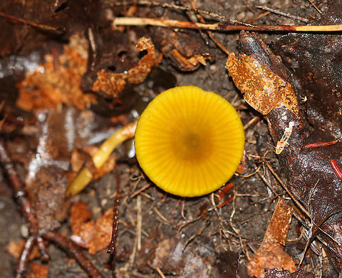 Parrot Toadstool - Gliophorus psittacinus These were the slimiest mushrooms that I've ever found. The texture felt like an overripe mango. I actually had to cup them in my hand to keep them from sliding off.

Caps were slimy, nearly flat, lined, and ranged in color from green to orange/yellow. The gills were orange, nearly distant, and had frequent short gills. The stipes were slimy and colors were green to yellow. 

Habitat: Growing on the ground in a mixed forest - under eastern hemlock. 
 Geotagged,Gliophorus psittacinus,Parrot Toadstool,Summer,United States,fungus,mushroom
