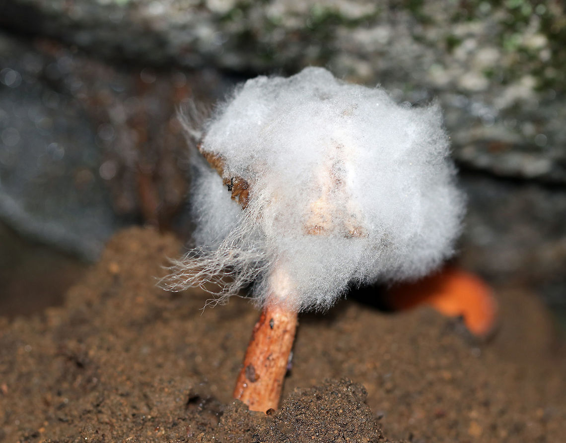 Syzygites megalocarpus Growing on Lactarius Mushroom Fugus on fungus! <br />
<br />
Syzygites megalocarpus is a mold that parasitizes mushrooms. It colonizes their surfaces with yellow fuzz that becomes blue or gray as it develops. Unlike some species that completely engulf their victims, transforming them beyond recognition, Syzygites megalocarpus usually leaves its victim recognizable. The mold looked and felt like cotton candy!<br />
<br />
Habitat: Growing on a Lactarius sp. mushroom, which was growing on the ground in a mixed forest.<br />
<br />
 Geotagged,Summer,Syzygites,Syzygites megalocarpus,United States,fungus,lactarius,mold,mushroom,parasite