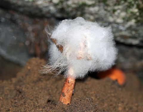 Syzygites megalocarpus Growing on Lactarius Mushroom Fugus on fungus! 
Syzygites megalocarpus is a mold that parasitizes mushrooms. It colonizes their surfaces with yellow fuzz that becomes blue or gray as it develops. Unlike some species that completely engulf their victims, transforming them beyond recognition, Syzygites megalocarpus usually leaves its victim recognizable. The mold looked and felt like cotton candy!
Habitat: Growing on a Lactarius sp. mushroom, which was growing on the ground in a mixed forest.
 Geotagged,Summer,Syzygites,Syzygites megalocarpus,United States,fungus,lactarius,mold,mushroom,parasite