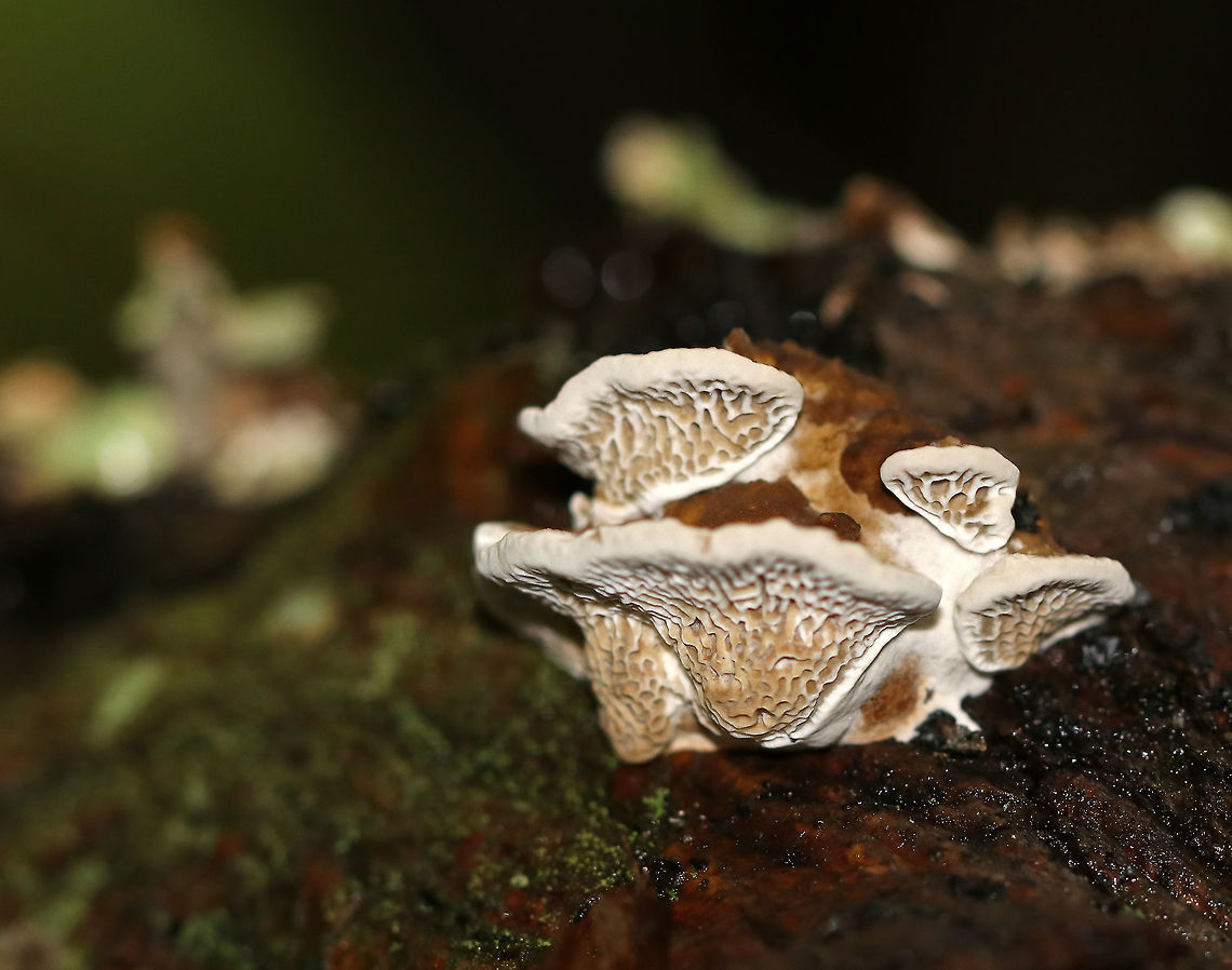 Cerioporus Mollis Large, unevenly shaped, undulating white pore surface. the top of the cap had zones of brown and tan colors. The pores bruised brown.<br />
<br />
Habitat: Growing on rotting wood in a mixed forest.<br />
<figure class="photo"><a href="https://www.jungledragon.com/image/65050/cerioporus_mollis.html" title="Cerioporus Mollis"><img src="https://s3.amazonaws.com/media.jungledragon.com/images/3232/65050_thumb.jpg?AWSAccessKeyId=05GMT0V3GWVNE7GGM1R2&Expires=1763596810&Signature=z9m23hUU1rK5Ara0JnKdKxmsGhc%3D" width="200" height="152" alt="Cerioporus Mollis Large, unevenly shaped, undulating white pore surface. the top of the cap had zones of brown and tan colors. The pores bruised brown.<br />
<br />
Habitat: Growing on rotting wood in a mixed forest.<br />
https://www.jungledragon.com/image/65051/cerioporus_mollis.html<br />
https://www.jungledragon.com/image/65049/cerioporus_mollis.html Cerioporus,Cerioporus Mollis,Geotagged,Summer,United States,fungus,mushroom" /></a></figure><br />
<figure class="photo"><a href="https://www.jungledragon.com/image/65051/cerioporus_mollis.html" title="Cerioporus Mollis"><img src="https://s3.amazonaws.com/media.jungledragon.com/images/3232/65051_thumb.jpg?AWSAccessKeyId=05GMT0V3GWVNE7GGM1R2&Expires=1763596810&Signature=6rkT9R0of%2FrgHbdbX80XoD0B%2Fhw%3D" width="200" height="164" alt="Cerioporus Mollis Large, unevenly shaped, undulating white pore surface. the top of the cap had zones of brown and tan colors. The pores bruised brown.<br />
<br />
Habitat: Growing on rotting wood in a mixed forest.<br />
https://www.jungledragon.com/image/65049/cerioporus_mollis.html<br />
https://www.jungledragon.com/image/65050/cerioporus_mollis.html Cerioporus,Cerioporus Mollis,Geotagged,Summer,United States,fungus,mushroom" /></a></figure> Cerioporus,Cerioporus Mollis,Geotagged,Summer,United States,fungus,mushroom