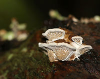 Cerioporus Mollis Large, unevenly shaped, undulating white pore surface. the top of the cap had zones of brown and tan colors. The pores bruised brown.<br />
<br />
Habitat: Growing on rotting wood in a mixed forest.<br />
https://www.jungledragon.com/image/65050/cerioporus_mollis.html<br />
https://www.jungledragon.com/image/65051/cerioporus_mollis.html Cerioporus,Cerioporus Mollis,Geotagged,Summer,United States,fungus,mushroom