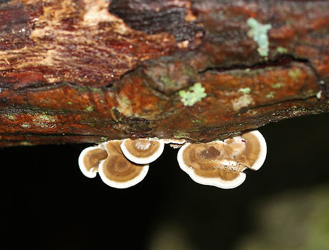 Cerioporus Mollis Large, unevenly shaped, undulating white pore surface. the top of the cap had zones of brown and tan colors. The pores bruised brown.

Habitat: Growing on rotting wood in a mixed forest.
https://www.jungledragon.com/image/65051/cerioporus_mollis.html
https://www.jungledragon.com/image/65049/cerioporus_mollis.html Cerioporus,Cerioporus Mollis,Geotagged,Summer,United States,fungus,mushroom
