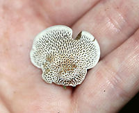 Cerioporus Mollis Large, unevenly shaped, undulating white pore surface. the top of the cap had zones of brown and tan colors. The pores bruised brown.<br />
<br />
Habitat: Growing on rotting wood in a mixed forest.<br />
https://www.jungledragon.com/image/65049/cerioporus_mollis.html<br />
https://www.jungledragon.com/image/65050/cerioporus_mollis.html Cerioporus,Cerioporus Mollis,Geotagged,Summer,United States,fungus,mushroom