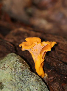 Flame Chanterelle - Craterellus ignicolor Orange chanterelles with lilac hymenium. Cap was depressed with a hollow, central stem.

Habitat: Growing in a mixed forest on rotting wood along an old stream bed, surrounded by eastern hemlock trees (Tsuga canadensis).

https://www.jungledragon.com/image/65054/chanterelle_-_cantharellus_cibarius_group.html Chanterelle,Craterellus ignicolor,Flame Chanterelle,Geotagged,Summer,United States,cantharellus,fungus,mushroom