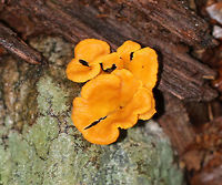 Flame Chanterelle - Craterellus ignicolor Orange chanterelles with lilac hymenium. Cap was depressed with a hollow, central stem.<br />
<br />
Habitat: Growing in a mixed forest on rotting wood along an old stream bed, surrounded by eastern hemlock trees (Tsuga canadensis).<br />
https://www.jungledragon.com/image/65053/chanterelle_-_cantharellus_cibarius_group.html<br />
 Chanterelle,Craterellus ignicolor,Flame Chanterelle,Geotagged,Summer,United States,fungus,mushroom