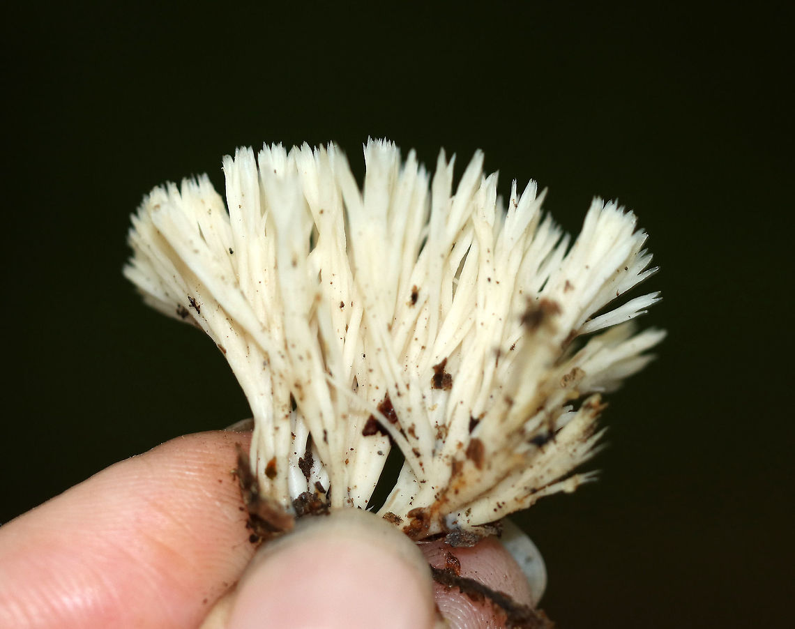 Crested Coral - Clavulina cristata Fruiting bodies were about 4 cm tall. They were white and smooth with flattened, and cristate branches that each had several sharp points.<br />
<br />
Habitat: Growing on the ground in a mostly deciduous forest. Clavulina cristata,Geotagged,Summer,United States,White coral fungus,clavulina,coral fungi,coral fungus,crested coral,fungus,mushroom