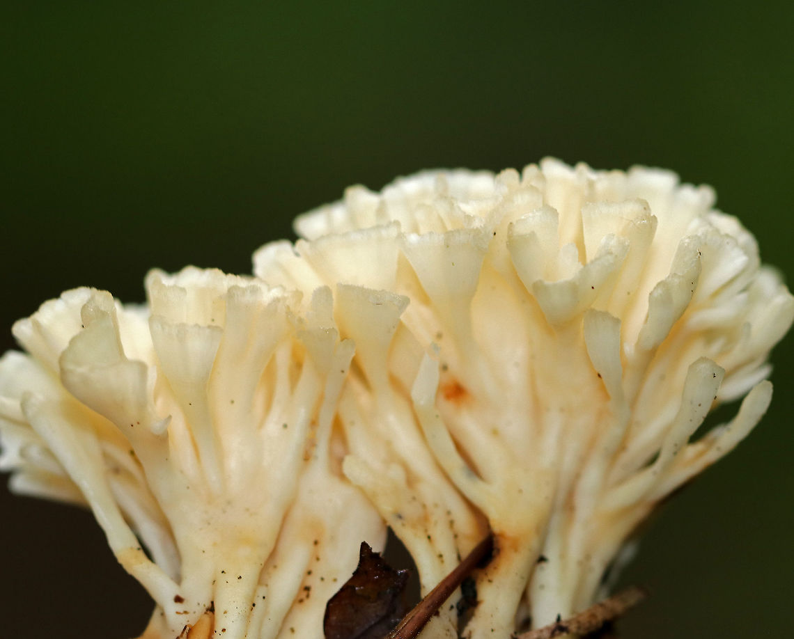 False Coral - Tremellodendron schweinitzii Fruiting body was about 7 cm tall with wide, flattened branches arising from fused bases. The branches are dry, bald, and white. <br />
<br />
Habitat: Growing on the ground in a deciduous forest.<br />
<figure class="photo"><a href="https://www.jungledragon.com/image/65065/false_coral_-_tremellodendron_schweinitzii.html" title="False Coral - Tremellodendron schweinitzii"><img src="https://s3.amazonaws.com/media.jungledragon.com/images/3232/65065_thumb.jpg?AWSAccessKeyId=05GMT0V3GWVNE7GGM1R2&Expires=1759968010&Signature=Au%2Bcoo47%2F8ulIQY5cTQlZvsRj5k%3D" width="200" height="164" alt="False Coral - Tremellodendron schweinitzii Fruiting body was about 7 cm tall with wide, flattened branches arising from fused bases. The branches are dry, bald, and white. <br />
<br />
 Habitat: Growing on the ground in a deciduous forest. <br />
https://www.jungledragon.com/image/65064/false_coral_-_tremellodendron_schweinitzii.html<br />
 False Coral,Geotagged,Summer,Tremellodendron,Tremellodendron schweinitzii,United States,coral fungus,fungi,fungus,mushroom" /></a></figure> False Coral,Geotagged,Summer,Tremellodendron,Tremellodendron pallidum,Tremellodendron schweinitzii,United States,coral fungus,false coral,false coral fungus,fungus,mushroom