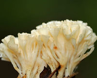 False Coral - Tremellodendron schweinitzii Fruiting body was about 7 cm tall with wide, flattened branches arising from fused bases. The branches are dry, bald, and white. <br />
<br />
Habitat: Growing on the ground in a deciduous forest.<br />
https://www.jungledragon.com/image/65065/false_coral_-_tremellodendron_schweinitzii.html False Coral,Geotagged,Summer,Tremellodendron,Tremellodendron pallidum,Tremellodendron schweinitzii,United States,coral fungus,false coral,false coral fungus,fungus,mushroom